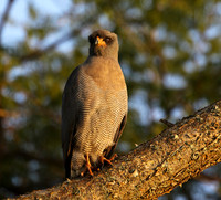 Dark chanting goshawk
