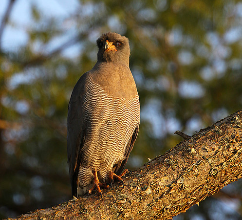 Dark chanting goshawk