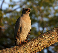 Dark chanting goshawk