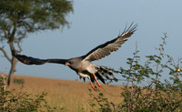 Eastern chanting goshawk