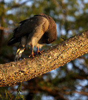 Dark chanting goshawk