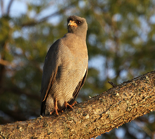 Dark chanting goshawk