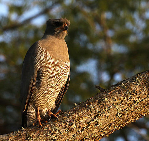 Dark chanting goshawk