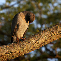 Dark chanting goshawk