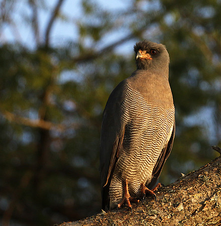 Dark chanting goshawk