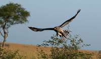 Eastern chanting goshawk