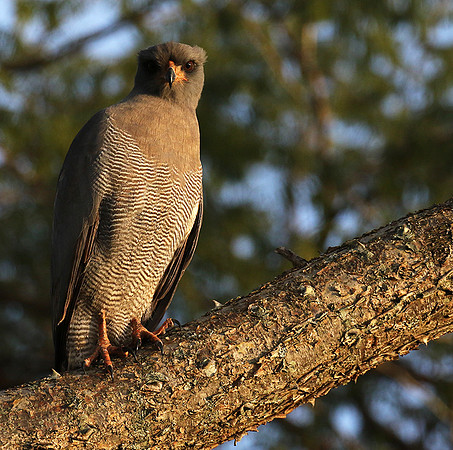 Dark chanting goshawk