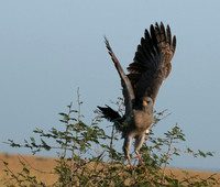Eastern chanting goshawk