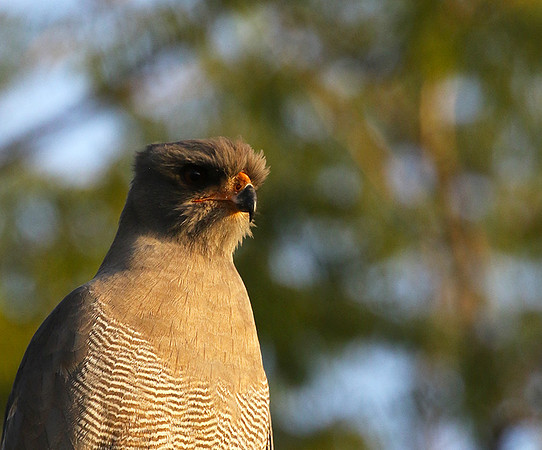 Dark chanting goshawk