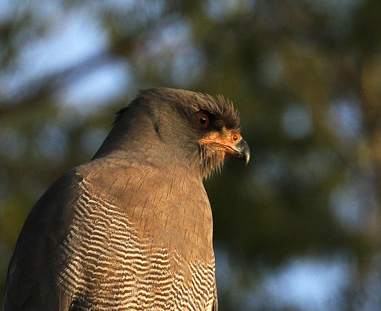 Dark chanting goshawk