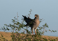 Eastern chanting goshawk