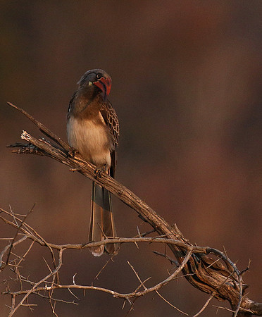 Bradfiekd's hornbill - Hwange NP