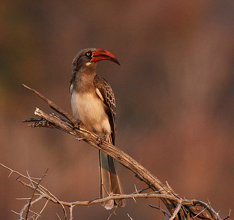 Bradfiekd's hornbill - Hwange NP