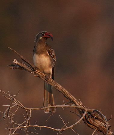 Bradfiekd's hornbill - Hwange NP