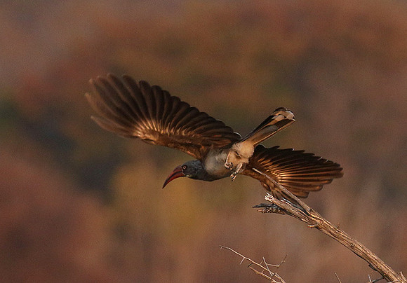Bradfiekd's hornbill - Hwange NP