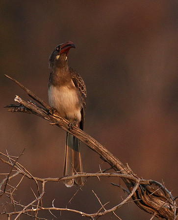 Bradfiekd's hornbill - Hwange NP