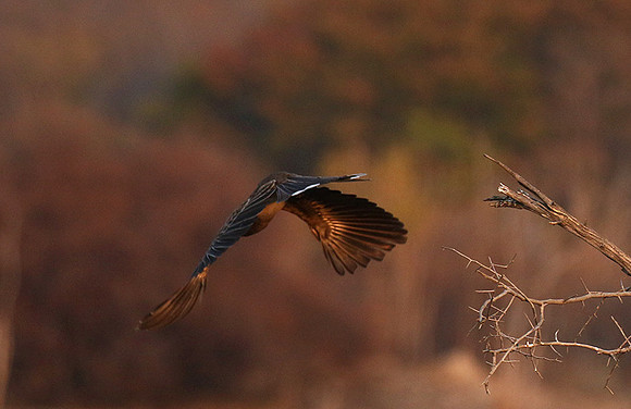 Bradfiekd's hornbill - Hwange NP