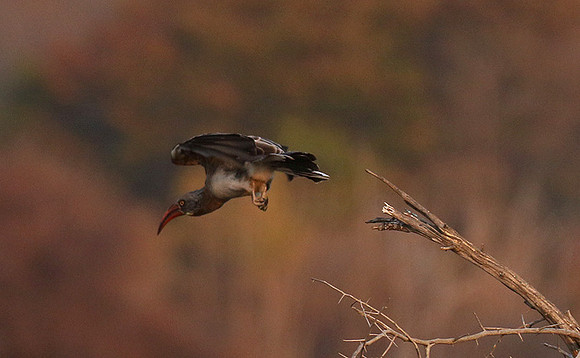 Bradfiekd's hornbill - Hwange NP