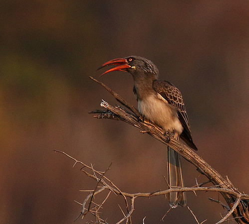 Bradfiekd's hornbill - Hwange NP