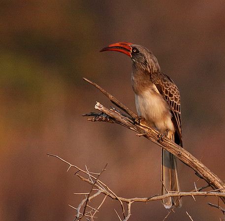 Bradfiekd's hornbill - Hwange NP