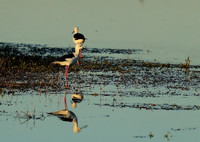 black-winged stilt - Liuwa Plain NP