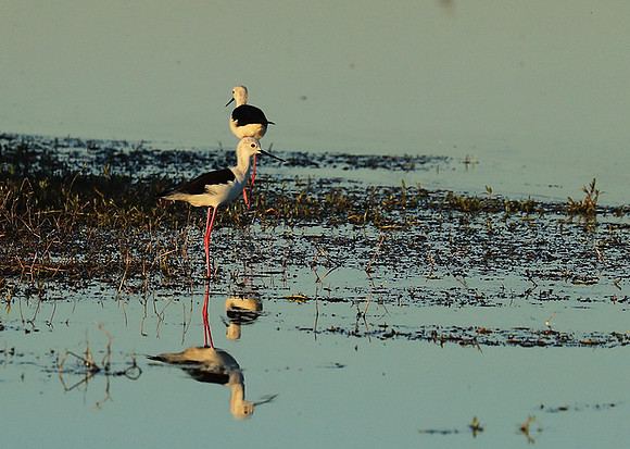 black-winged stilt - Liuwa Plain NP