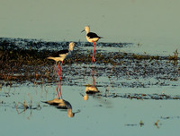 black-winged stilt - Liuwa Plain NP