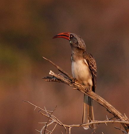 Bradfiekd's hornbill - Hwange NP