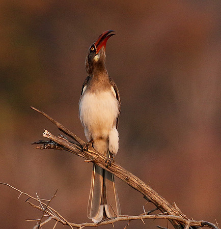 Bradfiekd's hornbill - Hwange NP
