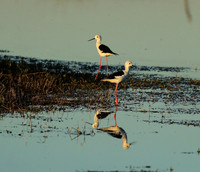 black-winged stilt - Liuwa Plain NP