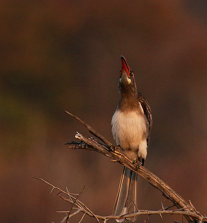 Bradfiekd's hornbill - Hwange NP