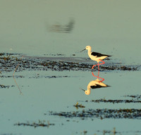 black-winged stilt - Liuwa Plain NP