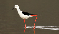 Black-winged stilt - Ngorongoro