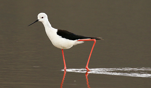 Black-winged stilt - Ngorongoro
