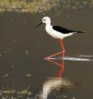 Black-winged stilt - Ngorongoro