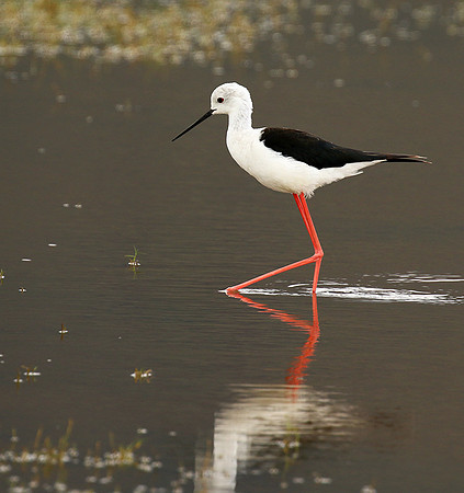 Black-winged stilt - Ngorongoro