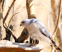 Hwange National Park