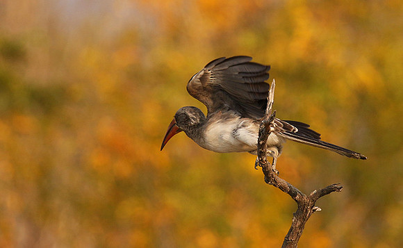 Bradfiekd's hornbill - Hwange NP