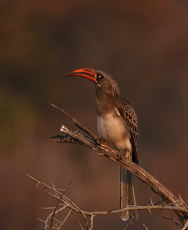 Bradfiekd's hornbill - Hwange NP
