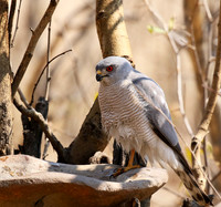 Hwange National Park