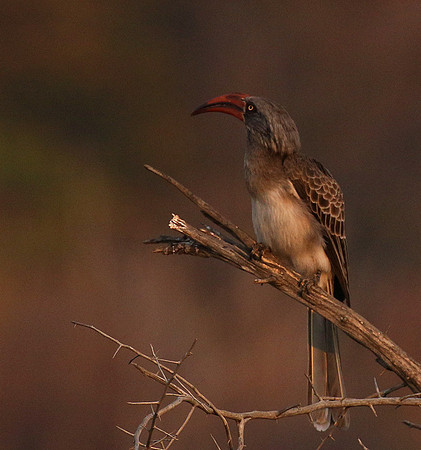Bradfiekd's hornbill - Hwange NP