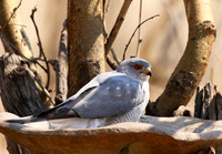 Hwange National Park