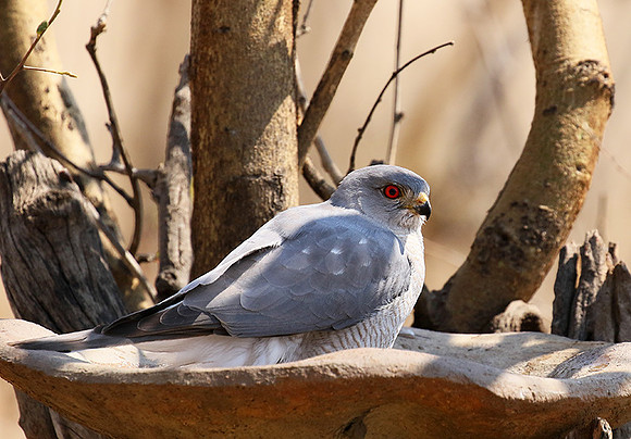 Hwange National Park