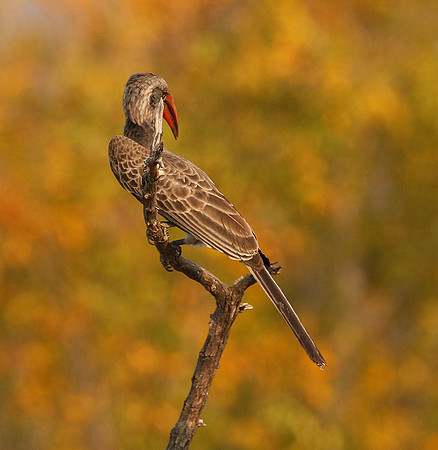 Bradfiekd's hornbill - Hwange NP