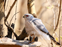 Hwange National Park