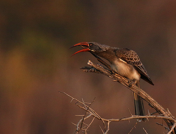 Bradfiekd's hornbill - Hwange NP