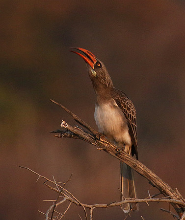 Bradfiekd's hornbill - Hwange NP