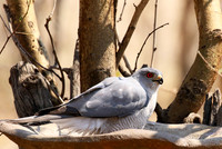 Hwange National Park