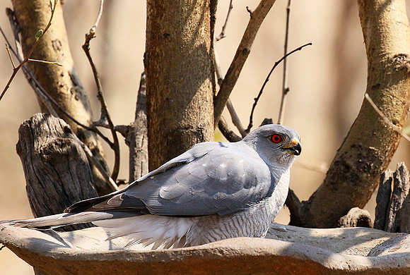 Hwange National Park