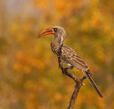 Bradfiekd's hornbill - Hwange NP